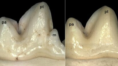 FOXI3 gene may be involved in human dental cusp formation