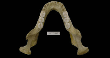 Fossil mandible points to complexity of Neanderthals’ origin
