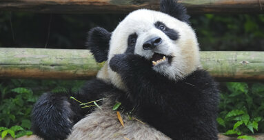 Des dents de panda inspirent les scientifiques