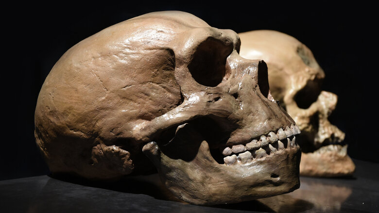 DNA from dental calculus shows Neanderthal used natural analgesics