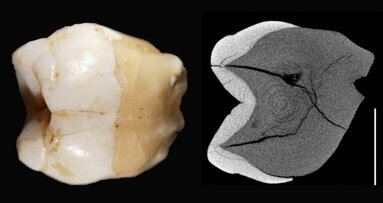 Discovery of fossilised teeth in Indonesia stirs up old debate