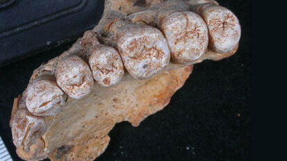 Discovery of fossilized jawbone rewrites dates of human migration