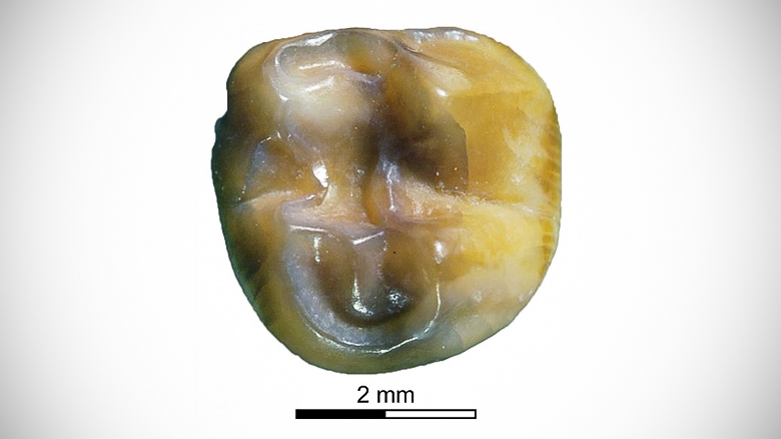 Fóssil de molares oferece insight sobre antepassados de canguru