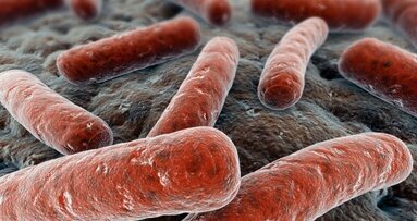 Plazmą w bakterie