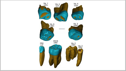 Researchers find Neanderthal-like features in 450,000-year-old teeth