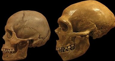 Gebitsonderzoek werpt nieuw licht op leefstijl neanderthaler
