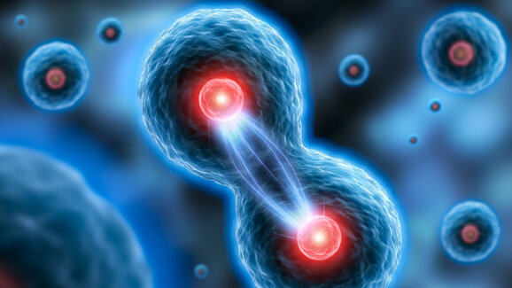 Forscher untersuchen Signalprozesse bei Stammzellen