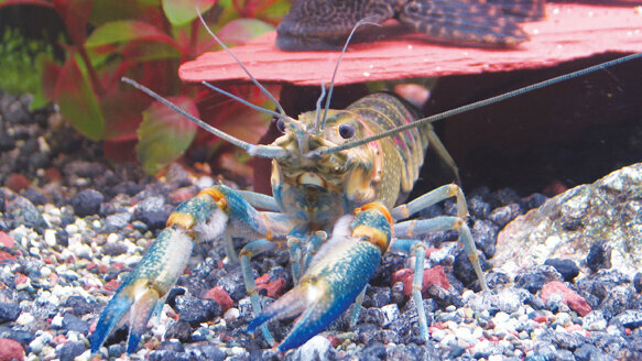 Crayfish found to have substance on teeth similar to human enamel