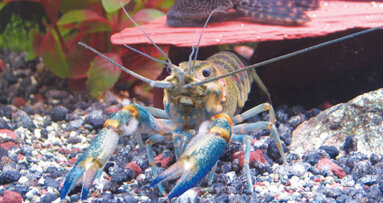Crayfish found to have substance on teeth similar to human enamel