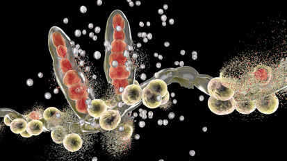 Os nanorrobôs atacam de forma rápida e eficaz as infecções fúngicas na cavidade oral
