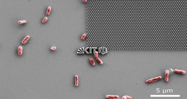 Nanostructured surface fights bacteria growing on dental implants