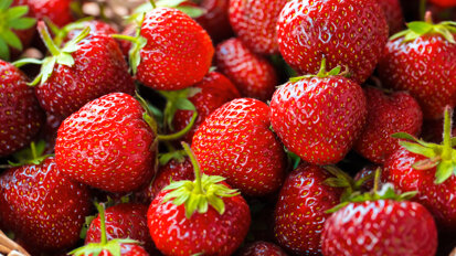 New research explores effect of strawberries in oral cancer therapy