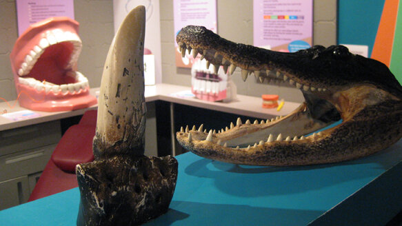 Dental museum devotes day to animal teeth